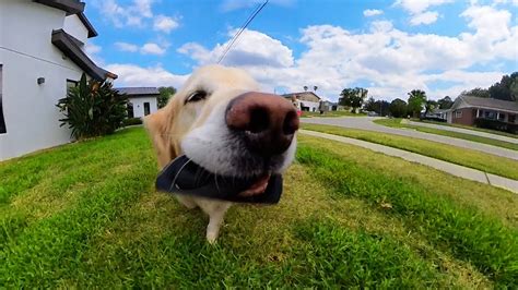 pov dogs